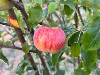 Pink Lady Apple Tree For Sale - 4-5ft Bareroot Organic