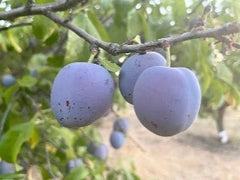 Italian Prune Plums Information and Facts