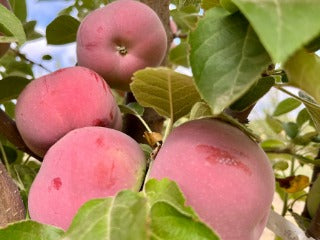 Pink Lady Apple Tree For Sale - 4-5ft Bareroot Organic