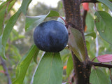 Mount Royal Plum