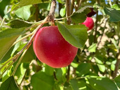 Red Astrachan Apple – Trees of Antiquity