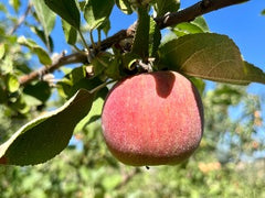 McIntosh Apple Tree For Sale - 4-5ft Bareroot Organic