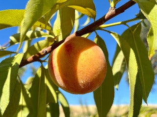 USDA Organic Harvester Peach Trees for Sale