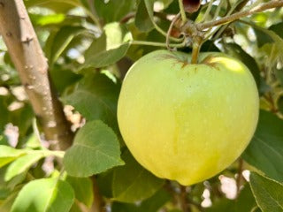 What is Golden Delicious ? Glossary