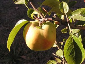 Red Astrachan Apple – Trees of Antiquity