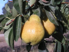 Bosc Pear Tree – Trees of Antiquity