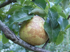 Bosc Pear Tree – Trees of Antiquity