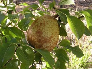 Bartlett Pear Tree For Sale - 4-5ft Bareroot Organic Grafted