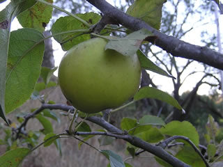 Free picture: ripe fruit, dark green, apples, greenish yellow