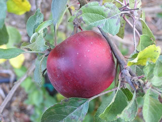 Rome Beauty - New England Apples