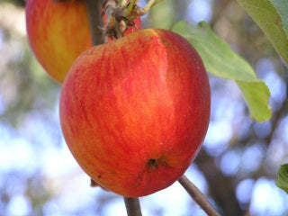 Old Apple Tree Co, Buy Organic Fresh Gala Apples