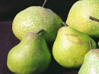 Bosc Pear Tree – Trees of Antiquity