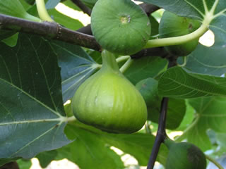 Flanders Fig – Trees of Antiquity