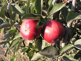 Organic Black Arkansas Apples