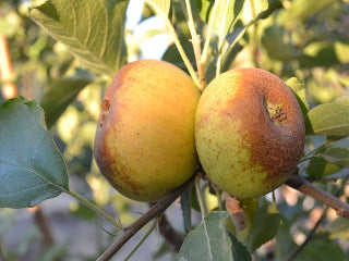 Organic Ashmead's Kernel Apples, 1 lb, Devoto Gardens