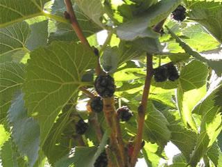 Black Pakistan Mulberry – Trees of Antiquity