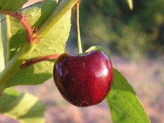 Black Tartarian Cherry Tree