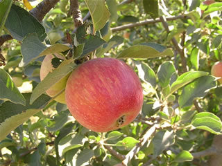 Organic Black Arkansas Apples