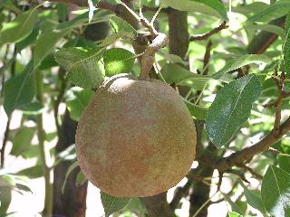 Bosc Pear Tree – Trees of Antiquity