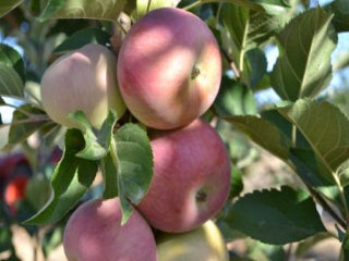 Malus Cortland Cortland Apple from Prides Corner Farms