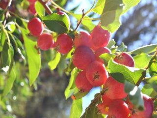 Dolgo Crab Apple – Trees of Antiquity