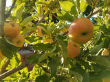 Elstar organic heirloom apple tree