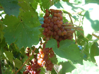 Flame Seedless Grape Vine