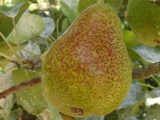 Pear - Wikipedia