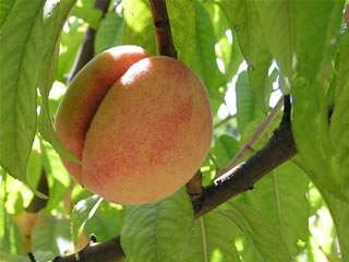 Rolly Polly shops Bow Peach