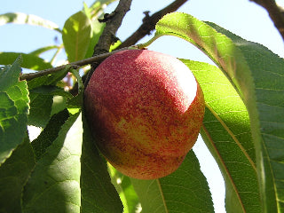 Goldmine White Nectarine Tree