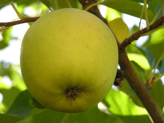 Organic GoldRush Semi-Dwarf Apple Tree - Fruition Seeds