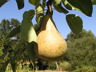 Bartlett Pear Tree For Sale - 4-5ft Bareroot Organic Grafted