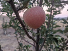 McIntosh Apple Tree For Sale - 4-5ft Bareroot Organic