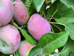 Dwarf Honeycrisp Apple Tree - The worlds best apple flavor, even bette –  Online Orchards