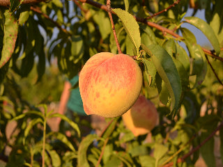 USDA Organic Harvester Peach Trees for Sale