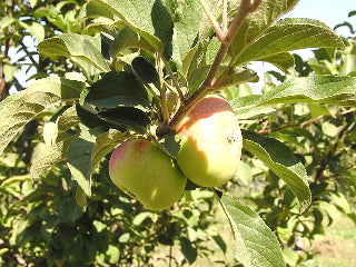 Order Apple Lady Alice Organic