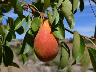 https://www.treesofantiquity.com/cdn/shop/products/magness-pear-tree_800x.JPG?v=1565657676