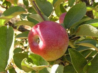 McIntosh Apple Tree For Sale - 4-5ft Bareroot Organic