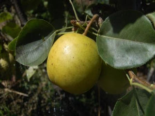 Bosc Pear Tree – Trees of Antiquity