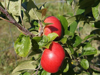 https://www.treesofantiquity.com/cdn/shop/products/opalescent-apple-tree_800x.jpg?v=1565663226