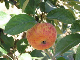 Organic Apples, Pink Lady (1.5 LBS) – His Harvest @ Amazing Love Farm