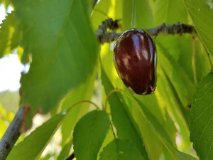 Purple Guigne heirloom cherry tree