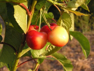 cherry fruit trees