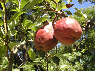 Pear Tree (Red Bartlett)