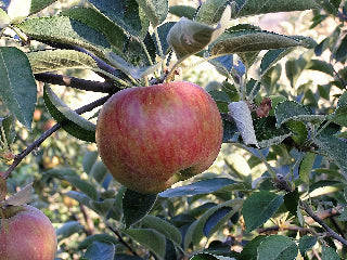 Dwarf Red Delicious Apple Tree - Fruit delicious as it is beautiful! (2  years old and 3-4 feet tall.)