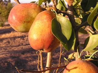 Organic Warren Pears