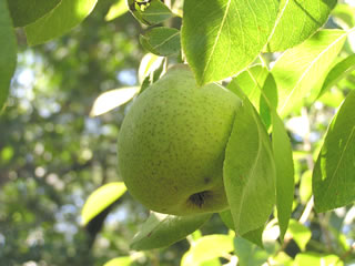 Bartlett Pear Tree For Sale - 4-5ft Bareroot Organic Grafted