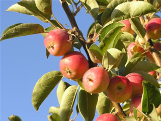 Organic Fresh crab apples